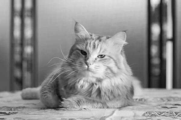 Αξιολάτρευτο μακριά μαλλιά γάτα της Σιβηρίας φυλή στη χαλάρωση. Υποαλλερίδα — Φωτογραφία Αρχείου