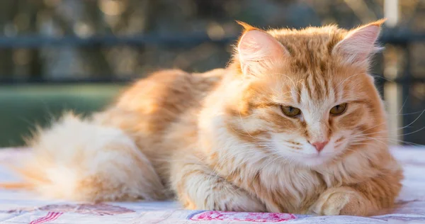 Adorable gato de pelo largo de raza siberiana en relajarse. Hipoalergía — Foto de Stock