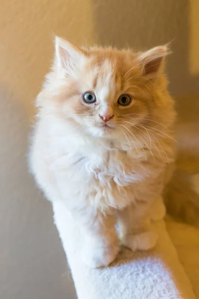 Очаровательный длинноволосый кот сибирской породы в расслаблении. Гипоаллергия — стоковое фото
