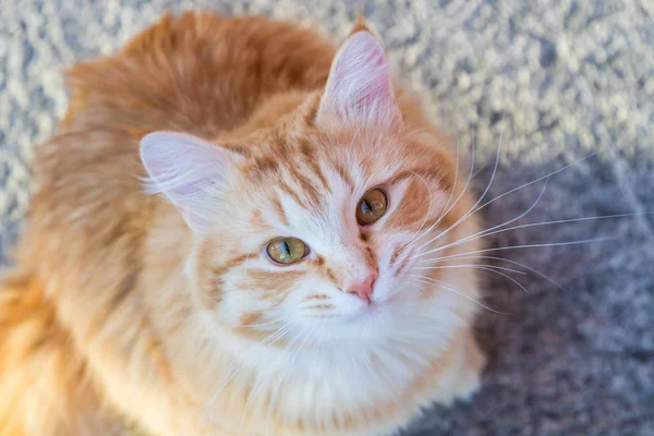 Adorable long haired cat of siberian breed in relax. Hypoallerge — Stock Photo, Image