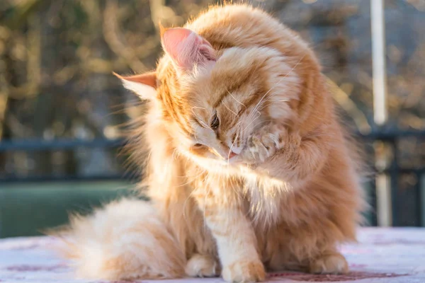 Relax Sibirya doğurmak çok sevimli uzun saçlı kedi. Hipoallerge