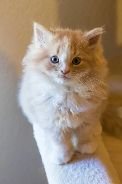 Adorável gato de cabelos longos da raça siberiana em relaxar. Hipoalérgico — Fotografia de Stock