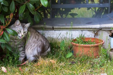 Sibirya doğurmak açık uzun saçlı kedi. Li 'nin safkan kedicik