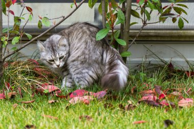 Sibirya doğurmak açık uzun saçlı kedi. Li 'nin safkan kedicik
