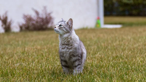 西伯利亚品种户外的长毛猫。李的纯种小猫 — 图库照片