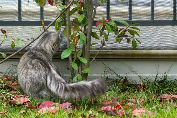 シベリア品種屋外の長い髪の猫。李の純血種子猫 — ストック写真