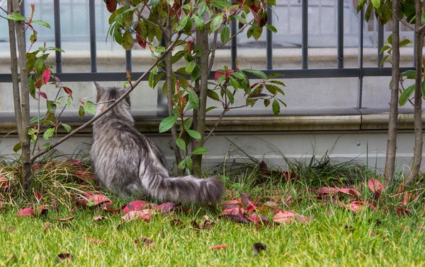 Длинноволосый кот сибирской породы на открытом воздухе. Чистый котенок Ли — стоковое фото