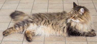 Relax hayvan güzel PET, Sibirya safkan kedi