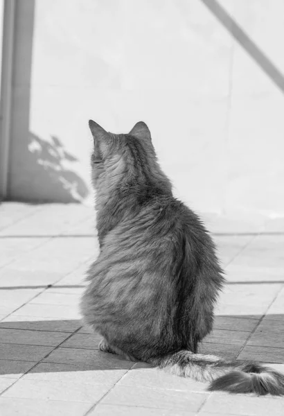 Bonito animal de estimação de gado em relaxar, siberiano gato de raça pura — Fotografia de Stock