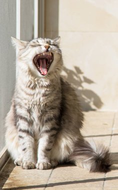 Relax hayvan güzel PET, Sibirya safkan kedi