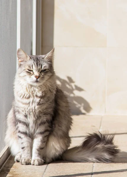 Schönes Haustier der Nutztiere in entspannter, sibirischer reinrassiger Katze — Stockfoto