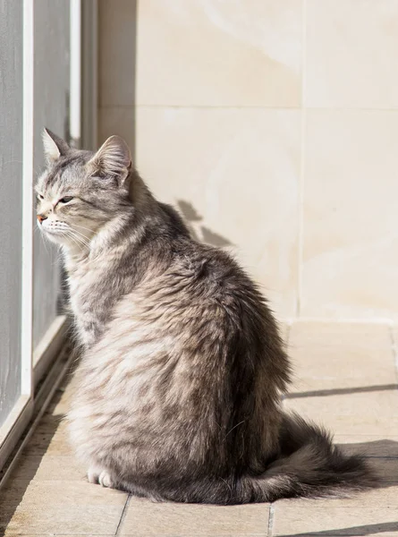 Krásnej mazlíček dobytka v relaxaci, Sibiřský čistokrevný kocour — Stock fotografie