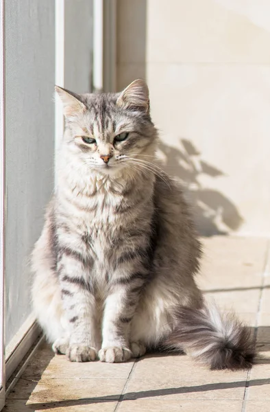 Όμορφο κατοικίδιο ζώο στη χαλάρωση, Σιβηρικό καθαρόαιμο γάτα — Φωτογραφία Αρχείου