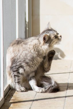 Relax hayvan güzel PET, Sibirya safkan kedi