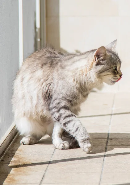 Piękne zwierzę gospodarskie w relaks, Syberyjski kot czystej krwi — Zdjęcie stockowe