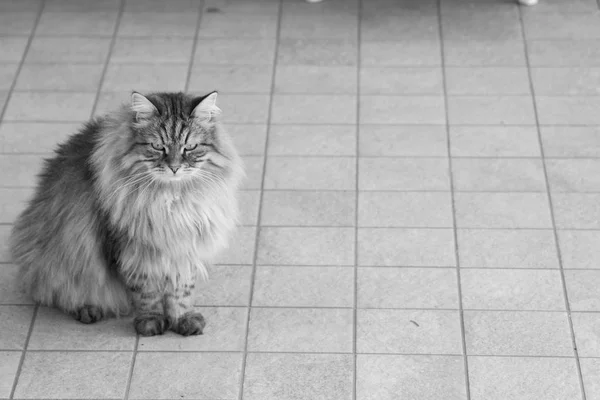 Bellissimo animale domestico di bestiame in relax, gatto di razza siberiana — Foto Stock