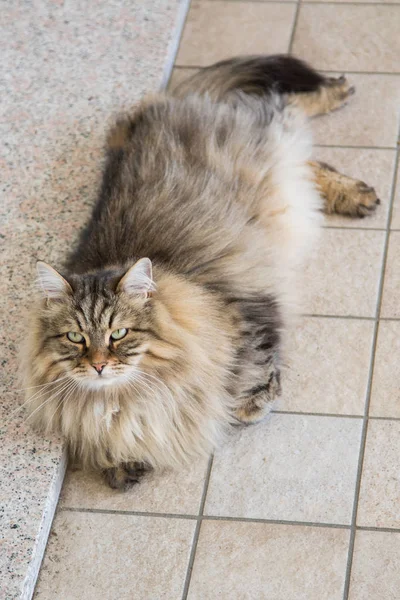 Beautiful pet of livestock in relax, siberian purebred cat — Stock Photo, Image