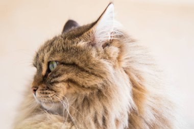 Relax hayvan güzel PET, Sibirya safkan kedi