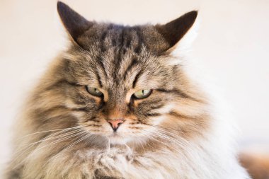 Relax hayvan güzel PET, Sibirya safkan kedi