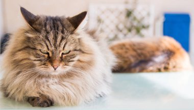 Relax hayvan güzel PET, Sibirya safkan kedi