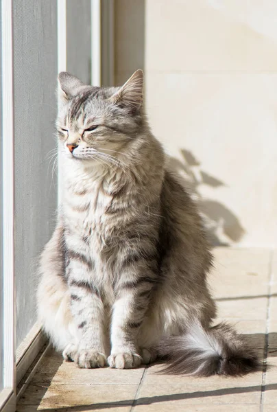 Bellissimo animale domestico di bestiame in relax, gatto di razza siberiana — Foto Stock