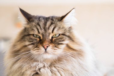 Relax hayvan güzel PET, Sibirya safkan kedi