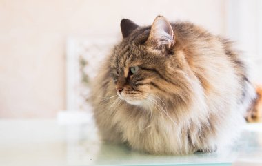 Relax hayvan güzel PET, Sibirya safkan kedi