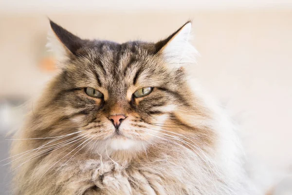 Piękne zwierzę gospodarskie w relaks, Syberyjski kot czystej krwi — Zdjęcie stockowe