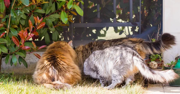 Adorabile gatto siberiano con lunghi capelli all'aperto in una giornata di sole — Foto Stock
