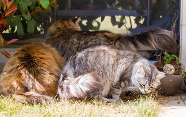 화창한 날에 야외 긴 머리를 가진 사랑 스러운 시베리아 고양이 — 스톡 사진