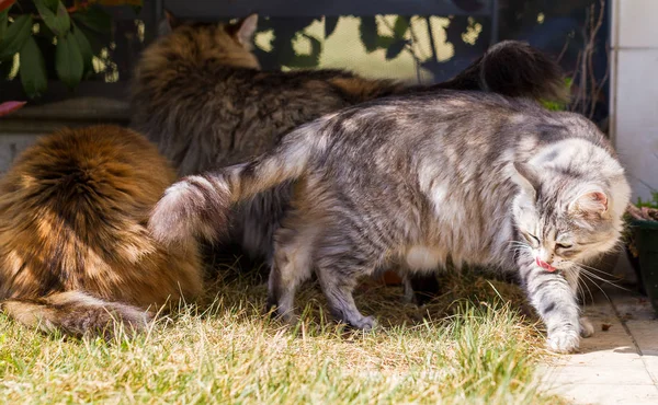 Gato siberiano adorável com cabelos longos ao ar livre em um dia ensolarado — Fotografia de Stock