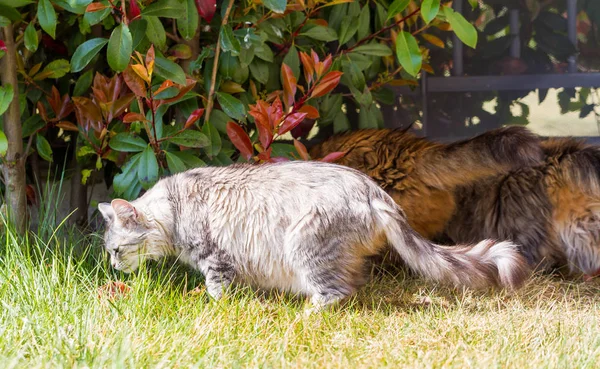 Adorable gato siberiano con pelo largo al aire libre en un día soleado — Foto de Stock