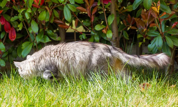 Imádnivaló szibériai macska hosszú haja kültéri egy napsütéses napon — Stock Fotó