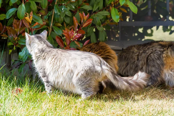 Güneşli bir günde uzun saçlı açık sevimli Sibirya kedi — Stok fotoğraf