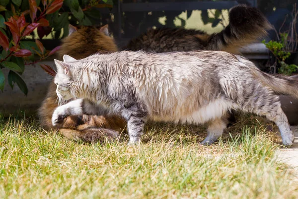 Gato siberiano adorável com cabelos longos ao ar livre em um dia ensolarado — Fotografia de Stock