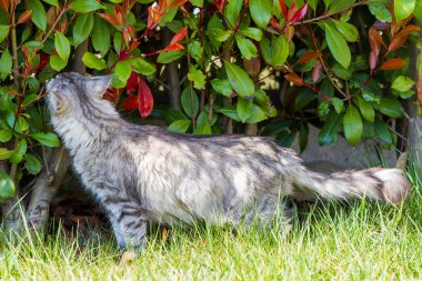 Güneşli bir günde uzun saçlı açık sevimli Sibirya kedi