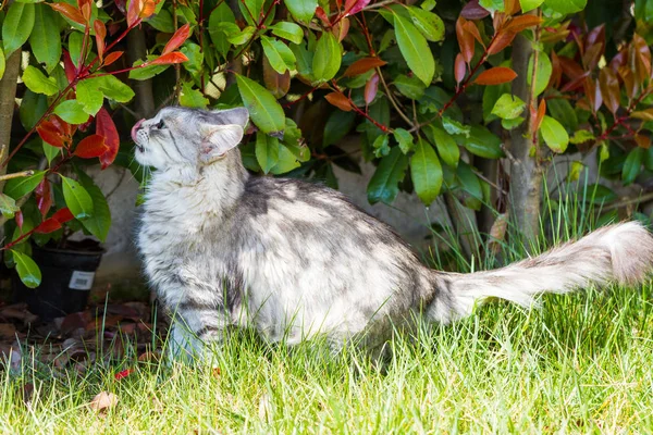 Gato siberiano adorável com cabelos longos ao ar livre em um dia ensolarado — Fotografia de Stock