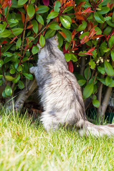 Adorabile gatto siberiano con lunghi capelli all'aperto in una giornata di sole — Foto Stock