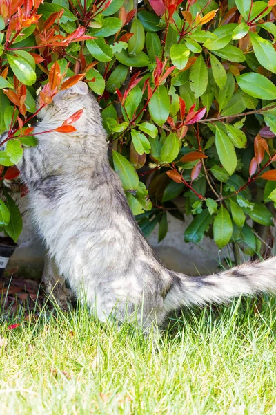 Gato siberiano adorável com cabelos longos ao ar livre em um dia ensolarado — Fotografia de Stock