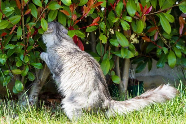 Bedårande Sibirisk katt med långt hår utomhus i en solig dag — Stockfoto