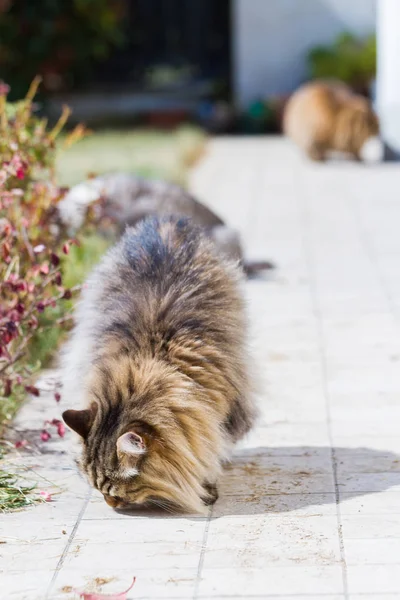 Adorable chat sibérien aux cheveux longs en plein air par une journée ensoleillée — Photo