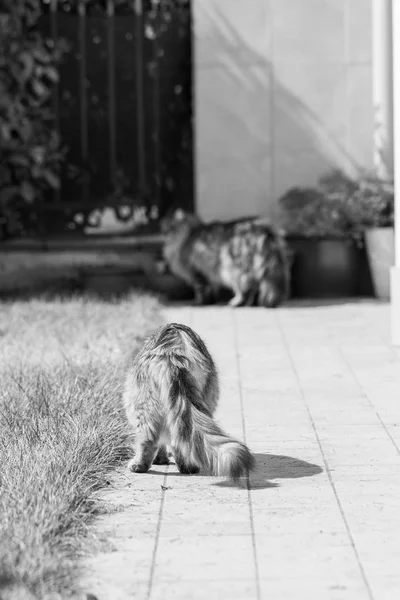 Entzückende sibirische Katze mit langen Haaren im Freien an einem sonnigen Tag — Stockfoto