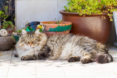 Güneşli bir günde uzun saçlı açık sevimli Sibirya kedi