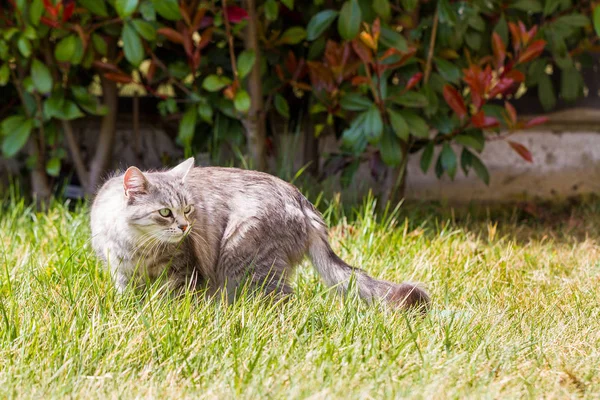 晴れた日に長い髪の屋外で愛らしいシベリア猫 — ストック写真