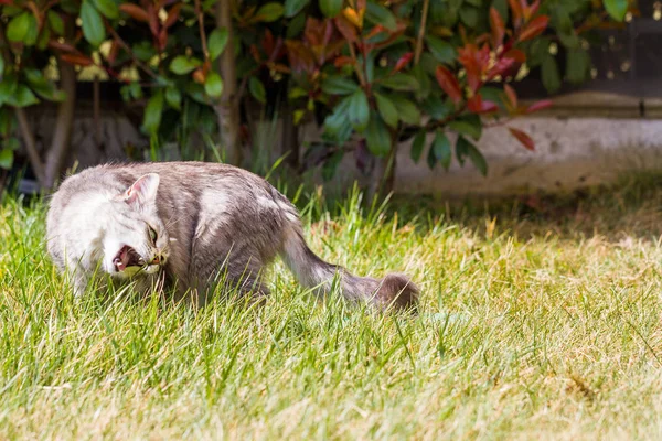 Adorable Siberische kat met lang haar buiten in een zonnige dag — Stockfoto