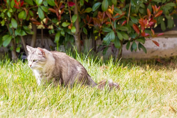 Imádnivaló szibériai macska hosszú haja kültéri egy napsütéses napon — Stock Fotó