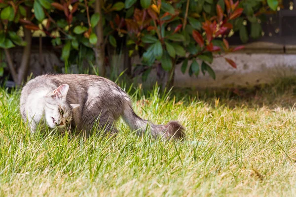 Adorable Siberische kat met lang haar buiten in een zonnige dag — Stockfoto