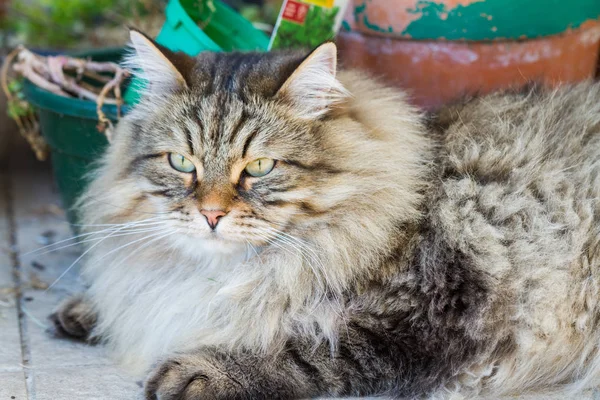 Adorable siberian cat with long hair outdoor in a sunny day — Stock Photo, Image