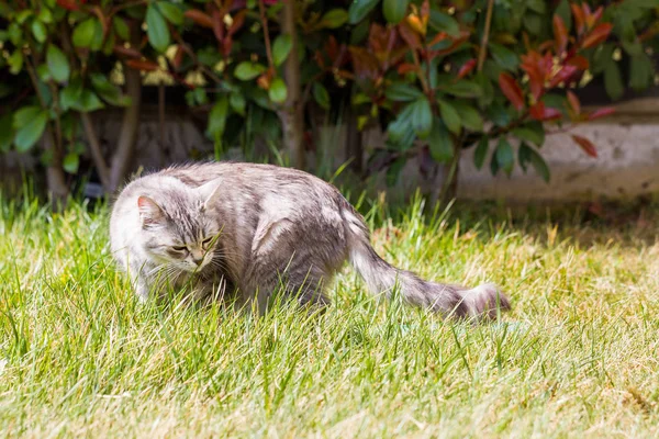 화창한 날에 야외 긴 머리를 가진 사랑 스러운 시베리아 고양이 — 스톡 사진
