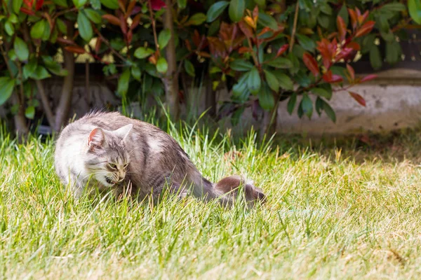 晴れた日に長い髪の屋外で愛らしいシベリア猫 — ストック写真